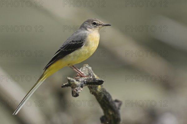 Grey Wagtail (Motacilla cinerea) juvenile, Saxony-Anhalt, Germany