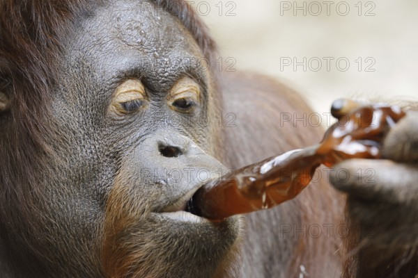 Bornean orangutan (Pongo pygmaeus), female drinking from a bottle, captive, occurring on Borneo