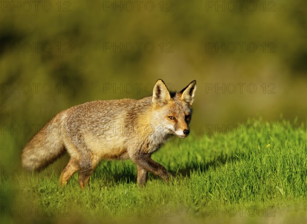 Red fox (Vulpes vulpes) in the early morning light in a meadow Sierra de San Pedro, Extremadura, Spain