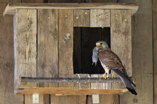 Kestrel (Falco tinnunculus) male with captured mouse for the young, village in Münsterland, North Rhine-Westphalia