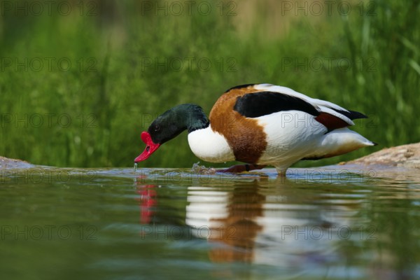 A duck with a red beak drinking water in a natural environment, shelduck (Tadorna tadorna), spring, France