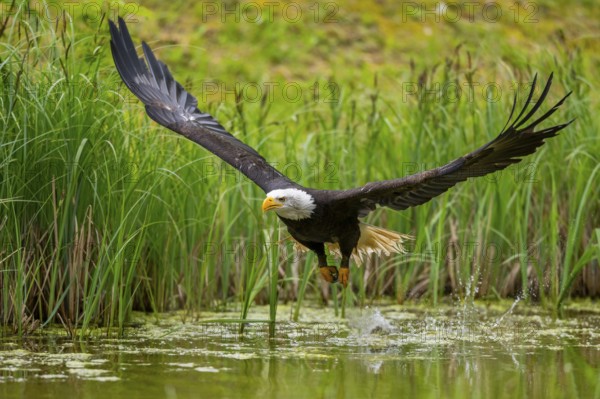 Bald eagle (Haliaeetus leucocephalus) flying over a pond, hunting, Bavaria, Germany