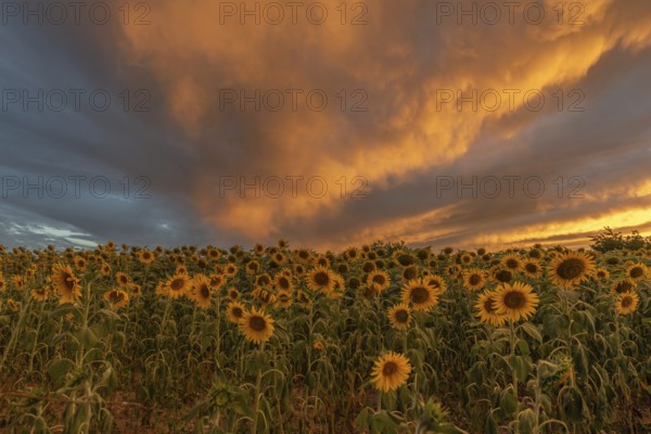 Golden sunflowers stretch out into the colourful sky as the sunlight increases, creating a beautiful contrast between the bright flowers and dark clouds. A cheerful moment in nature unfolds