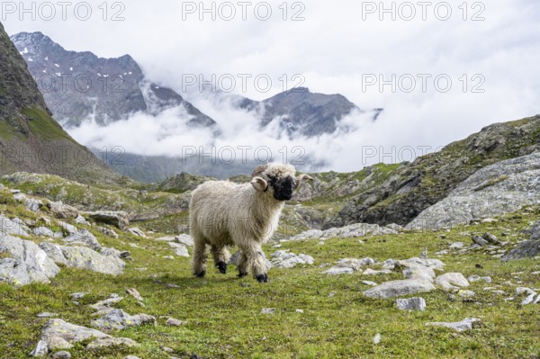 Valais Blacknose sheep (Ovis gmelini aries), high alpine mountain valley, Obere Senner Egete, Stubai Alps, near Ridnaun, South Tyrol, Italy