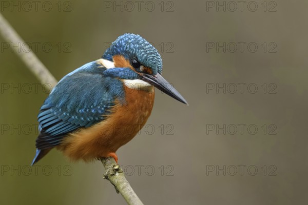 Colourful... Kingfisher (Alcedo atthis), male hunting, flying gem, one of the most colourful and conspicuous native bird species, unmistakable, Rhineland, Lower Rhine, North Rhine-Westphalia, Germany, Western Europe