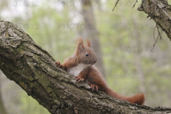 Squirrel (Sciurus) young, about 6 weeks old, Allgäu, Bavaria, Germany, Allgäu, Bavaria, Germany