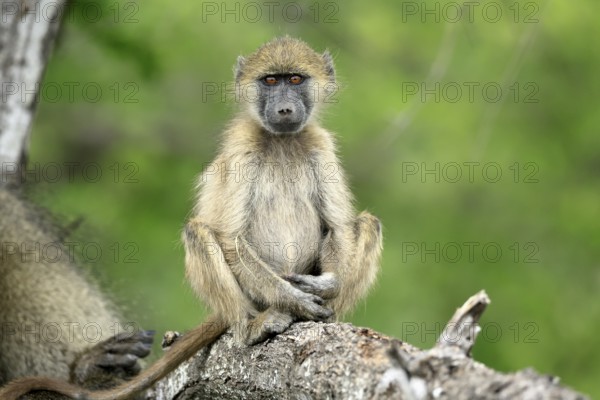 Bear baboon, Tschakma baboon (Papio ursinus), young animal, sitting, on the ground, alert, relaxed, Kruger, Kruger National Park, South Africa