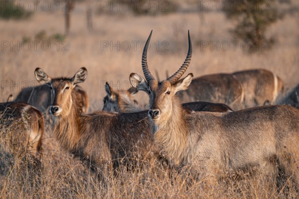 Elliptic waterbuck (Kobus ellipsipiprymnus), adult female and male, herd in dry grass in the evening light, Kruger National Park, South Africa