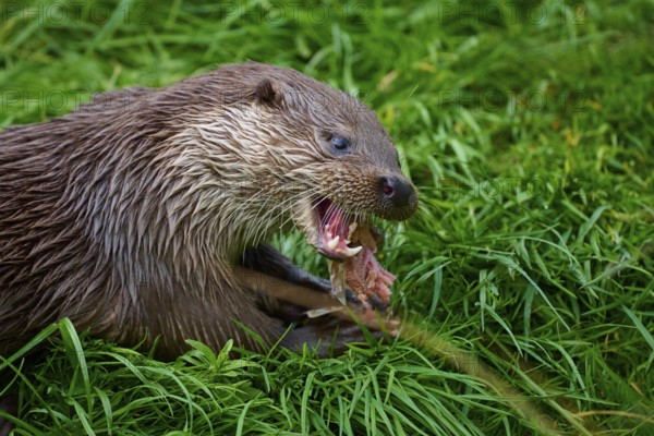 European otter (Lutra lutra), eating a piece of fish in the grass, showing its sharp teeth, Germany