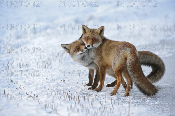 Red fox, two red foxes (Vulpes vulpes) cuddling with each other, togetherness, tenderness, shot during the breeding season, foxes are actually loners, very rare observation, beautiful colour contrast through the snow, winter, native wildlife, nature, wildlife, Netherlands, Europe Red Foxes (Vulpes vulpes) in love, caressing, tenderness, cute emotional behaviour, pair of foxes in winter, snow, Europe