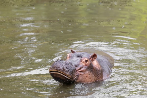 An adult male hippopotamus (Hippopotamus amphibius) shows aggression and defends its territory