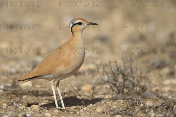 Cream-colored Courser (Cursorius cursor), Lanzarote, Spain
