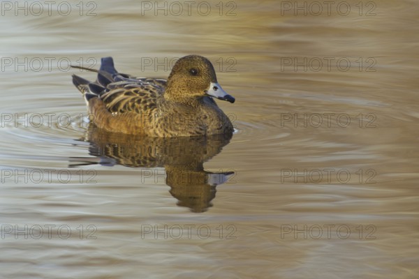 Eurasian Wigeon (Mareca penelope) female, Utrecht, Netherlands
