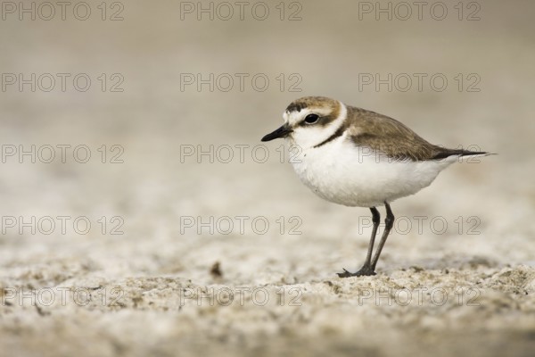 Kentish Plover (Charadrius alexandrinus), Castile-La Mancha, Spain