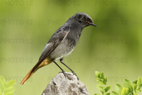 Black Redstart (Phoenicurus ochruros) male, St. Gallen, Switzerland