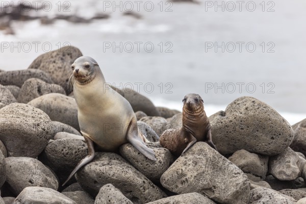 Sea lion (Zalophus wollebaeki), Galapagos, Ecuador