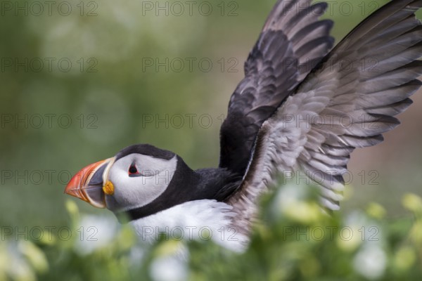 Atlantic Puffin (Fratercula arctica), Farne Islands, United Kingdom
