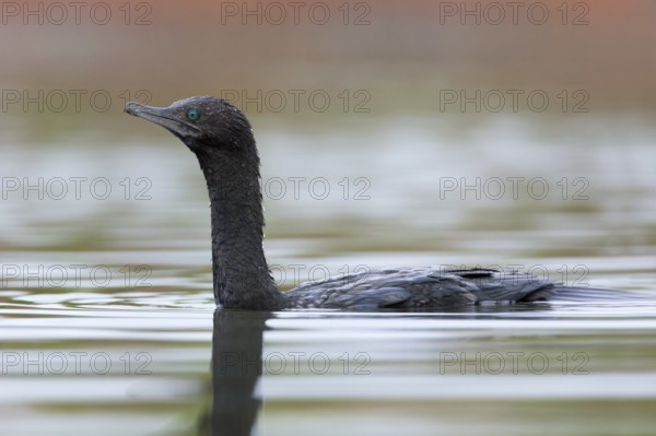 Little Black Cormorant (Phalacrocorax sulcirostris), Victoria, Australia