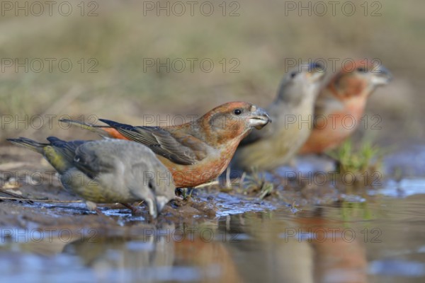 Parrot Crossbill (Loxia pytyopsittacus) group drinking, Netherlands