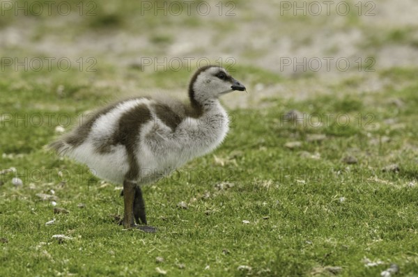 Ruddy-headed Goose (Chloephaga rubidiceps), Falkland Islands