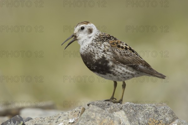 Rock Sandpiper (Calidris ptilocnemis), Alaska, USA