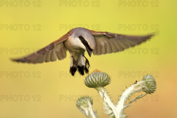 Red-backed Shrike (Lanius collurio) male flying, Baden-Wuerttemberg, Germany