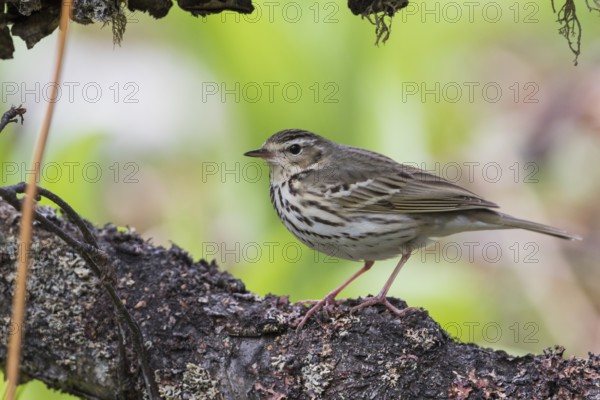Olive-backed Pipit - Waldpieper - Anthus hodgsoni ssp. yunnanensis, Russia