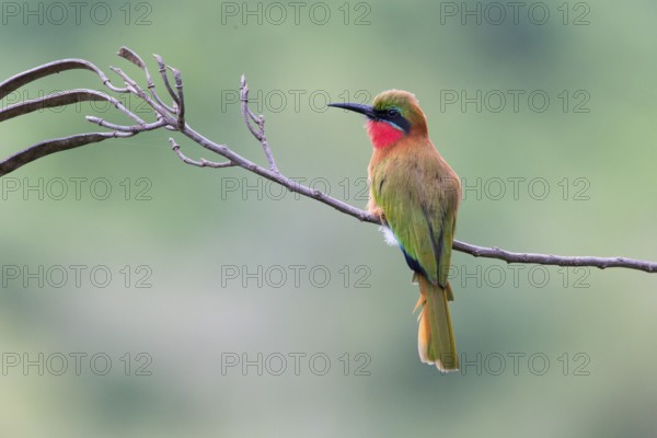 Red-throated Bee-eater (Merops bulocki) perched on a branch, Uganda