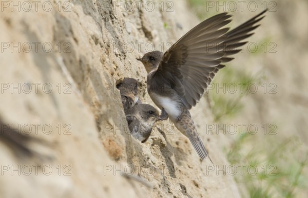 Common Sand Martin - Uferschwalbe - Riparia riparia ssp. riparia, Germany, juvenile