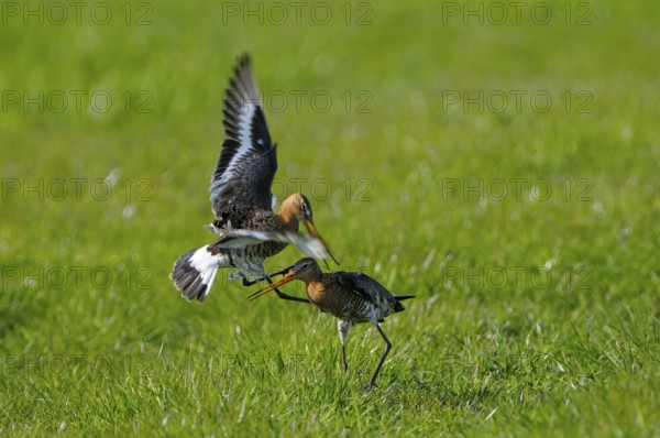 Uferschnepfe (Limosa limosa), Black-tailed Godwit, kaempfende Altvoegel, Mai, Nijkerk, Gelderland, Niederlande