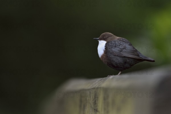 White-throated Dipper (Cinclus cinclus), North Rhine-Westphalia, Germany