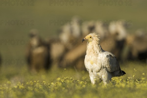 Egyptian Vulture (Neophron percnopterus), Castile-La Mancha, Spain