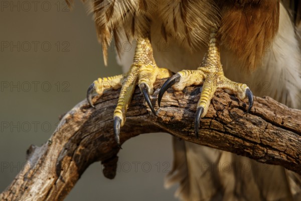 Common Buzzard (Buteo buteo), claws detail, Castile and Leon, Spain