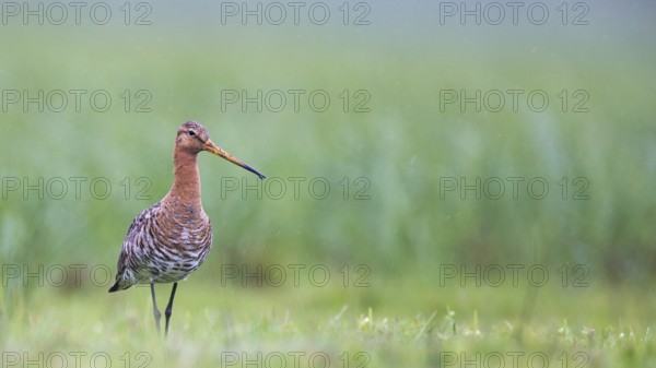 Black-tailed Godwit (Limosa limosa), Lower Saxony, Germany