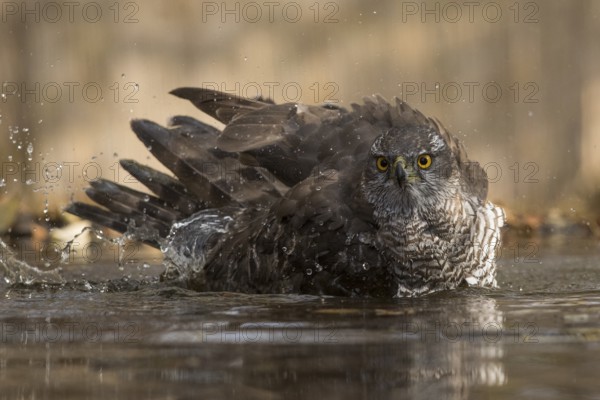 Northern Goshawk (Accipiter gentilis) bathing at a waterhole, Subotica, Serbia