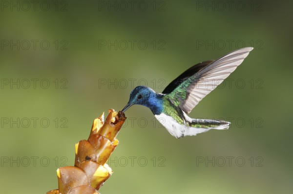 White-necked Jacobin (Florisuga mellivora) male flying and feeding on flower nectar, Costa Rica