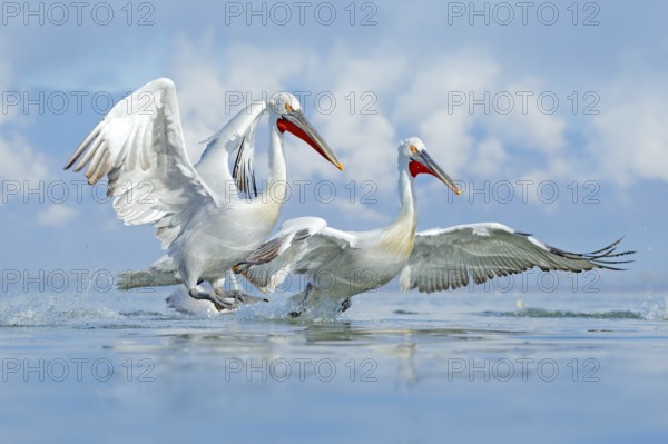 Bird in the water. Dalmatian pelican, Pelecanus crispus, landing in Lake Kerkini, Greece. Pelican with open wings. Wildlife scene from European nature