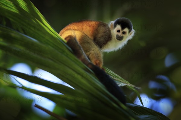 Monkey, long tail in tropic forest. Squirrel monkey, Saimiri oerstedii, sitting on the tree trunk with green leaves, Corcovado NP, Costa Rica. Monkey in the tropic forest vegetation. Wildlife nature