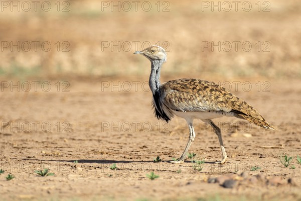 Houbara Bustard (Chlamydotis undulata), Zagora, Morocco