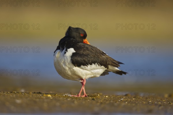 Eurasian Oystercatcher (Haematopus ostralegus) preening, North Rhine-Westphalia, Germany
