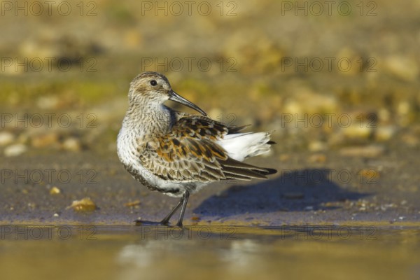 Dunlin (Calidris alpina) foraging, North Rhine-Westphalia, Germany