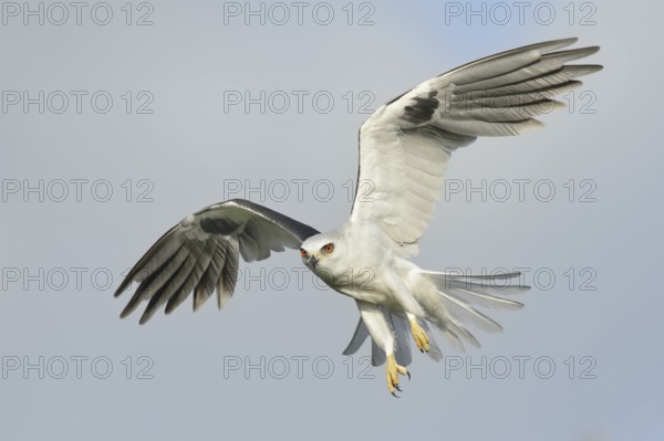 White-tailed Kite (Elanus leucurus), Texas, USA