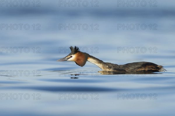 Great Crested Grebe (Podiceps cristatus), Zurich, Switzerland
