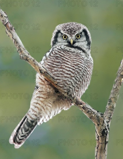 Northern Hawk-Owl (Surnia ulula), Saskatchewan, Canada