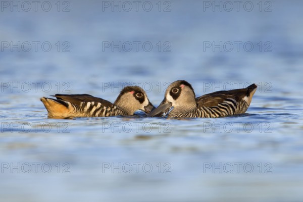 Pink-eared Duck (Malacorhynchus membranaceus) pair feeding, Victoria, Australia