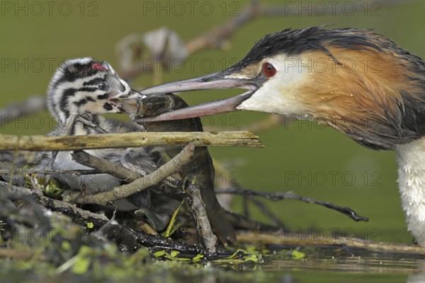 Great Crested Grebe (Podiceps cristatus) with juvenile, North Rhine-Westphalia, Germany