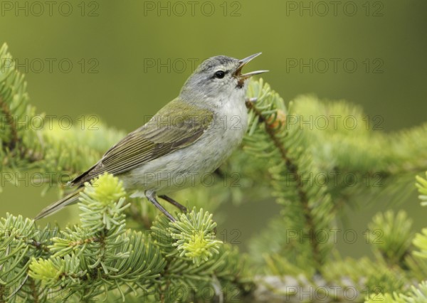 Tennessee Warbler (Leiothlypis peregrina), Alberta, Canada