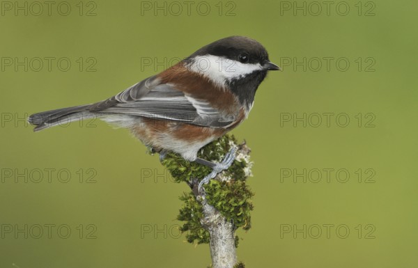 Chestnut-backed Chickadee (Poecile rufescens), British Columbia, Canada