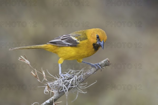 Altamira Oriole (Icterus gularis), Texas, USA