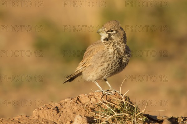 Thick-billed Lark (Ramphocoris clotbey) male, Morocco